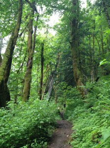 Lewis River Trail Washington Lewis River Trail Washington