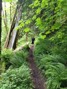 Lewis River Trail, Washington Lewis River Trail, Washington