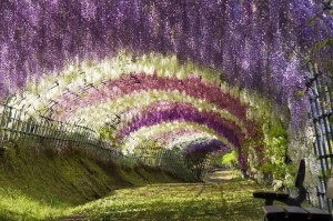 Wisteria Tree Tunnel, Japan
