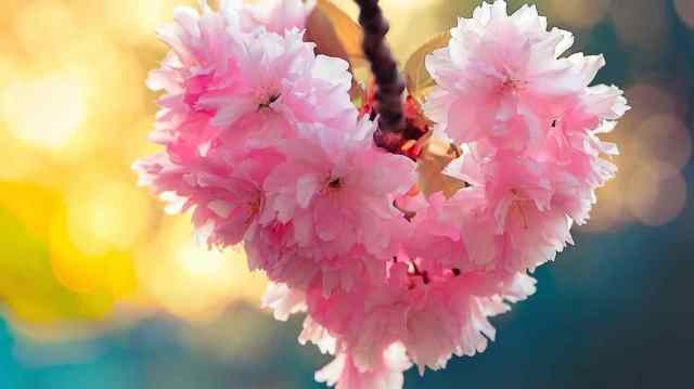 flowers beauty love nature hd wallpaper gardens romance spring life cherry download images mojmalnewscom download beauty love nature hd wallpaper images mojmalnewscom desktop